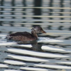 Tachybaptus novaehollandiae (Australasian Grebe) at Symonston, ACT - 4 Apr 2021 by RodDeb