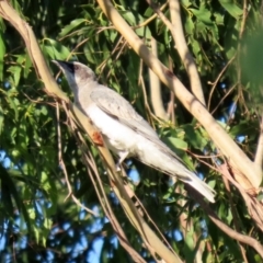 Coracina novaehollandiae (Black-faced Cuckooshrike) at Symonston, ACT - 4 Apr 2021 by RodDeb