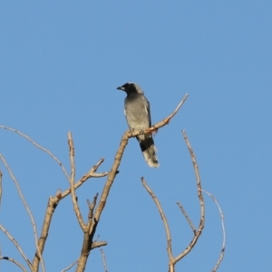 Coracina novaehollandiae at Symonston, ACT - 4 Apr 2021