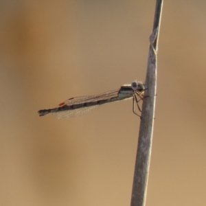 Austrolestes sp. (genus) at Symonston, ACT - 4 Apr 2021
