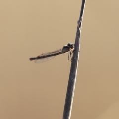 Austrolestes sp. (genus) at Symonston, ACT - 4 Apr 2021