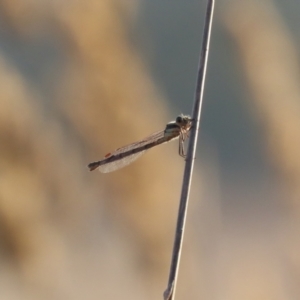 Austrolestes sp. (genus) at Symonston, ACT - 4 Apr 2021