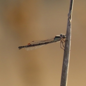 Austrolestes sp. (genus) at Symonston, ACT - 4 Apr 2021