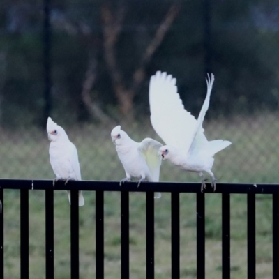 Cacatua sanguinea (Little Corella) at Symonston, ACT - 4 Apr 2021 by RodDeb