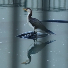 Microcarbo melanoleucos (Little Pied Cormorant) at Symonston, ACT - 4 Apr 2021 by RodDeb