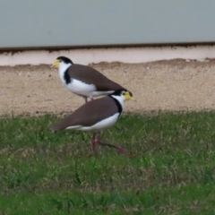 Vanellus miles (Masked Lapwing) at Symonston, ACT - 4 Apr 2021 by RodDeb