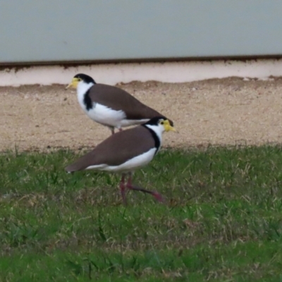 Vanellus miles (Masked Lapwing) at Symonston, ACT - 4 Apr 2021 by RodDeb