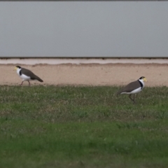 Vanellus miles at Symonston, ACT - 4 Apr 2021