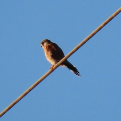 Falco cenchroides (Nankeen Kestrel) at Symonston, ACT - 4 Apr 2021 by RodDeb