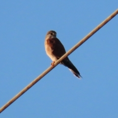 Falco cenchroides at Symonston, ACT - 4 Apr 2021