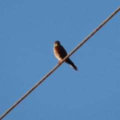 Falco cenchroides at Symonston, ACT - 4 Apr 2021