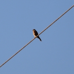 Falco cenchroides at Symonston, ACT - 4 Apr 2021