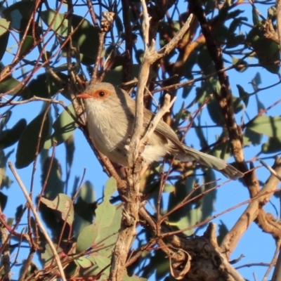 Malurus cyaneus (Superb Fairywren) at Symonston, ACT - 4 Apr 2021 by RodDeb