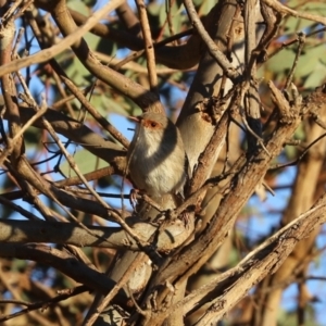 Malurus cyaneus at Symonston, ACT - 4 Apr 2021