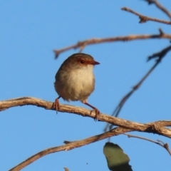 Malurus cyaneus at Symonston, ACT - 4 Apr 2021