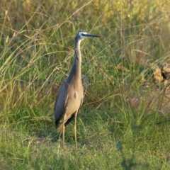 Egretta novaehollandiae (White-faced Heron) at Symonston, ACT - 4 Apr 2021 by RodDeb