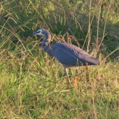 Egretta novaehollandiae at Symonston, ACT - 4 Apr 2021 05:20 PM