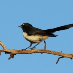 Rhipidura leucophrys (Willie Wagtail) at Symonston, ACT - 4 Apr 2021 by RodDeb
