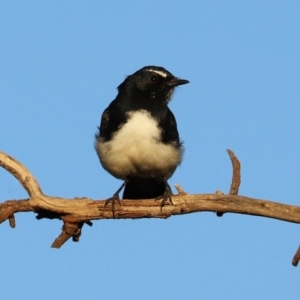 Rhipidura leucophrys at Symonston, ACT - 4 Apr 2021