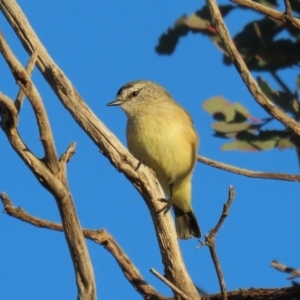 Acanthiza chrysorrhoa at Symonston, ACT - 4 Apr 2021