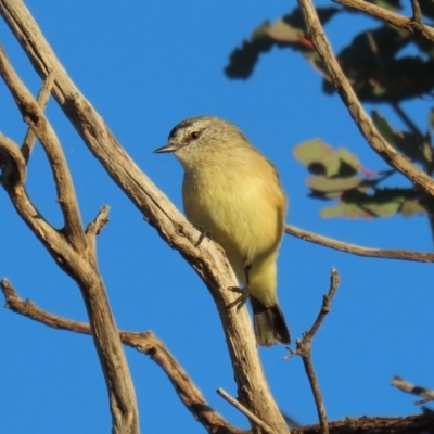 Acanthiza chrysorrhoa (Yellow-rumped Thornbill) at Symonston, ACT - 4 Apr 2021 by RodDeb