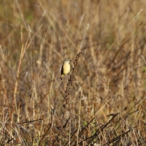 Acanthiza chrysorrhoa at Symonston, ACT - 4 Apr 2021