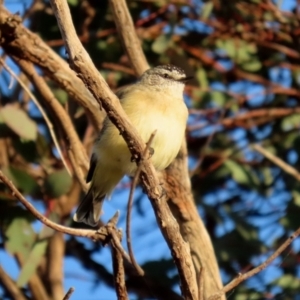 Acanthiza chrysorrhoa at Symonston, ACT - 4 Apr 2021