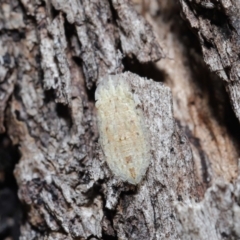 Ledromorpha planirostris at Acton, ACT - 2 Apr 2021