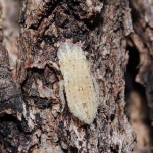 Ledromorpha planirostris at Acton, ACT - 2 Apr 2021 12:38 PM