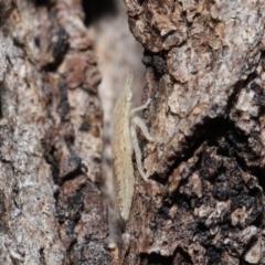 Ledromorpha planirostris at Acton, ACT - 2 Apr 2021 12:38 PM