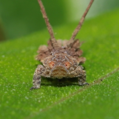 Platybrachys sp. (genus) (A gum hopper) at ANBG - 4 Apr 2021 by TimL