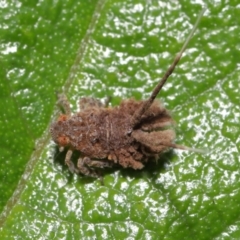 Platybrachys sp. (genus) at Downer, ACT - 4 Apr 2021