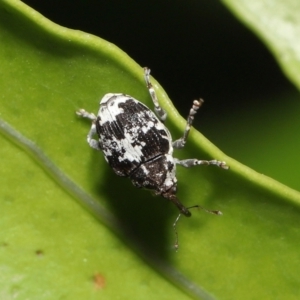 Mogulones larvatus at Downer, ACT - 2 Apr 2021 11:37 AM