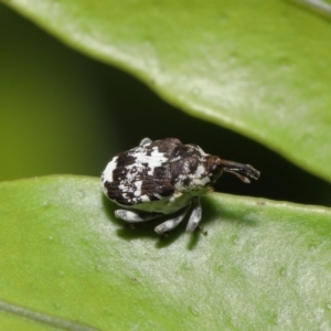 Mogulones larvatus at Downer, ACT - 2 Apr 2021 11:37 AM