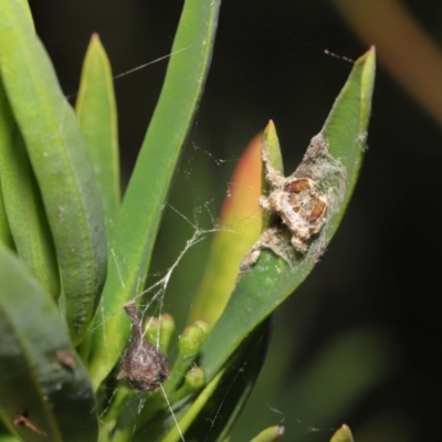 Arkys sp. (genus) (An Ambush, Bird-dropping or Triangular Spider) at ANBG - 4 Apr 2021 by TimL