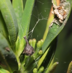 Arkys sp. (genus) at Downer, ACT - suppressed