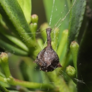 Arkys sp. (genus) at Downer, ACT - suppressed