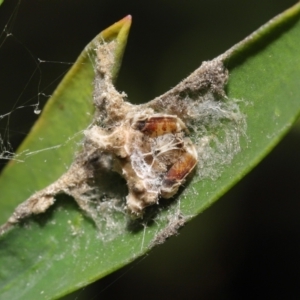 Arkys sp. (genus) at Downer, ACT - suppressed