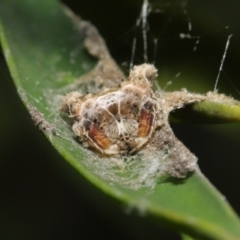 Arkys sp. (genus) at Downer, ACT - suppressed