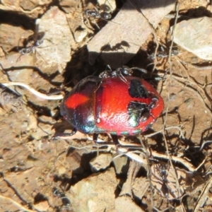 Choerocoris paganus at Cotter River, ACT - 3 Apr 2021