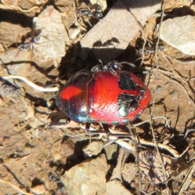 Choerocoris paganus (Ground shield bug) at Cotter River, ACT - 3 Apr 2021 by Christine