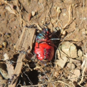 Choerocoris paganus at Cotter River, ACT - 3 Apr 2021