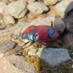 Choerocoris paganus at Cotter River, ACT - 3 Apr 2021