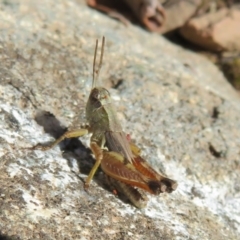 Phaulacridium vittatum (Wingless Grasshopper) at Brindabella, ACT - 3 Apr 2021 by Christine