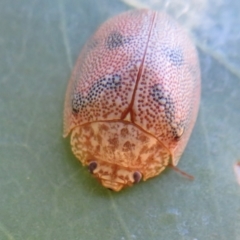 Paropsis atomaria (Eucalyptus leaf beetle) at Lower Cotter Catchment - 3 Apr 2021 by Christine