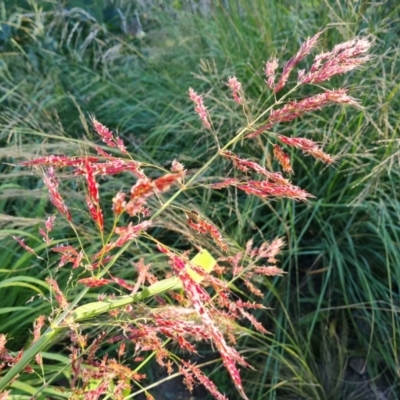 Sorghum halepense (Johnson Grass) at O'Malley, ACT - 5 Apr 2021 by Mike