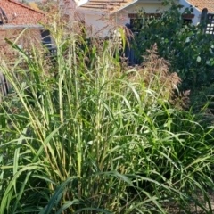 Sorghum halepense at O'Malley, ACT - 5 Apr 2021 09:56 AM