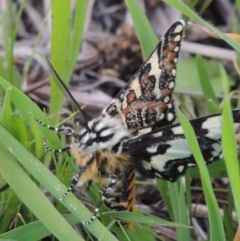 Apina callisto (Pasture Day Moth) at Isabella Plains, ACT - 4 Apr 2021 by michaelb