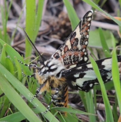 Apina callisto (Pasture Day Moth) at Upper Stranger Pond - 4 Apr 2021 by MichaelBedingfield