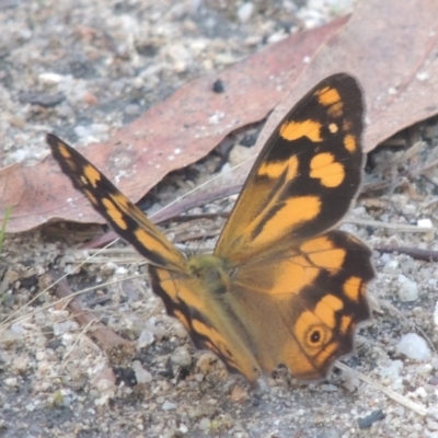 Heteronympha banksii (Banks' Brown) at Paddys River, ACT - 11 Feb 2021 by michaelb